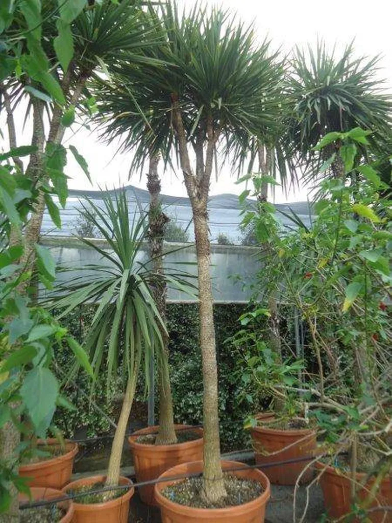 dracaenapepinieresrouy