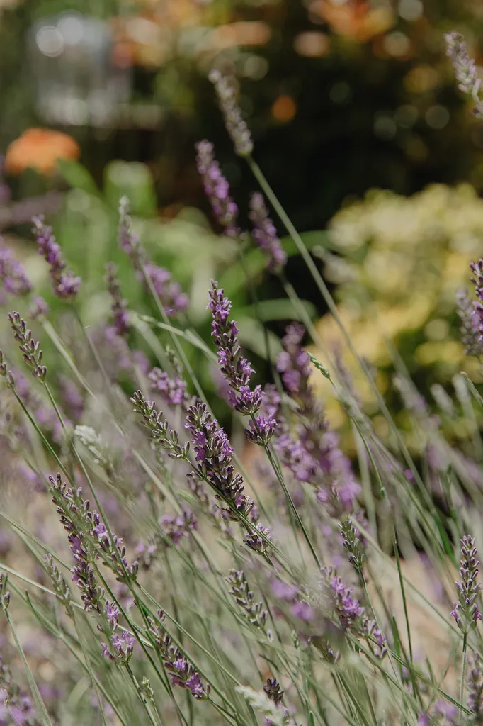 Le Domaine du Grand Lauron, un coin de paradis pour votre mariage ou vos évènements professionnels entre Provence et Luberon