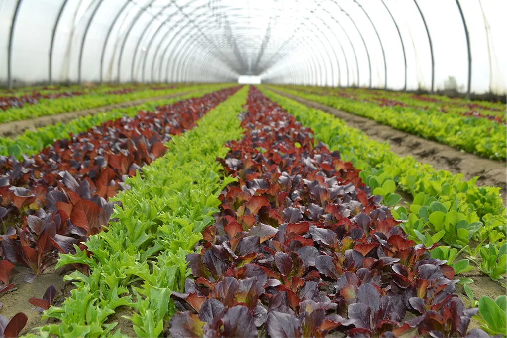 Notre savoir faire de grossiste fruits et légumes et de  producteur local à  Avignon
