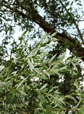 SOS PLANTES MEDITERANEENNES