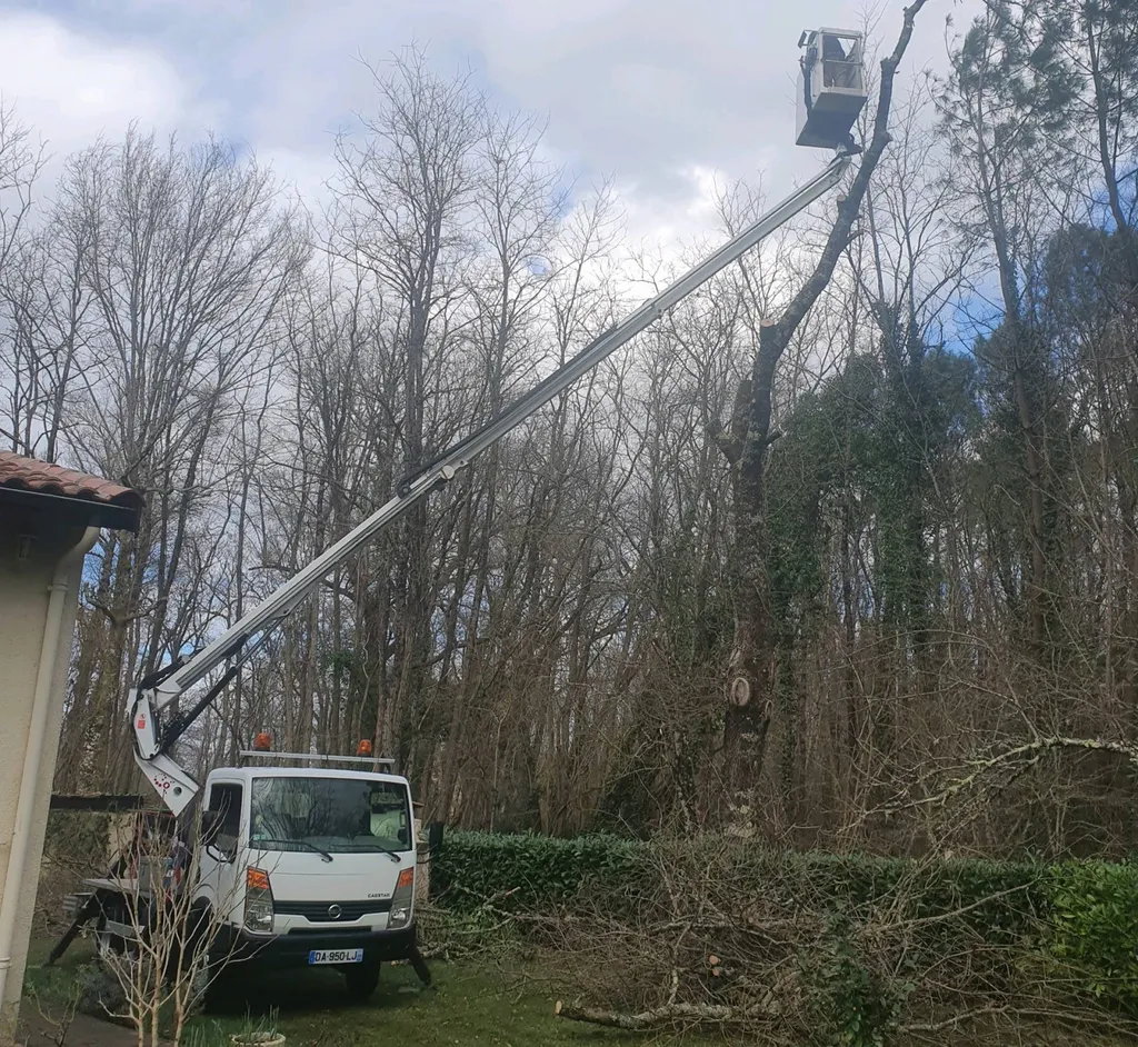 Abattage avec nacelle d'un chêne de 20 mètres sur le ville de Castelnau-de-Médoc