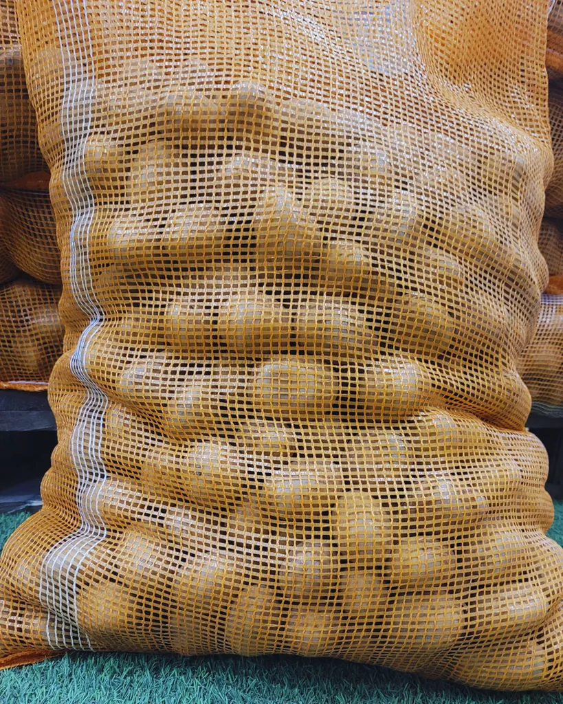 Semences de pommes de terre de qualité, prêtes pour une récolte abondante.