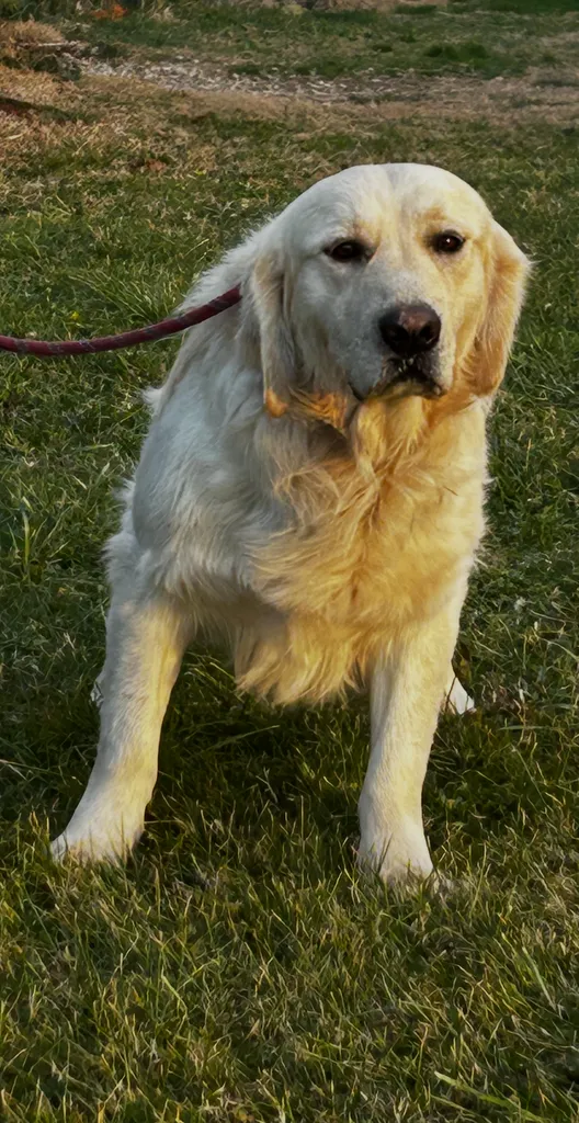 Chiots Golden Retriever LOF à réserver – nés le 10 avril 2026 (Offa et Thao)