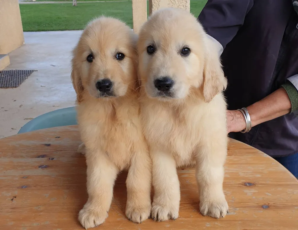 GOLDEN RETRIEVER CHIOTS MALES ET FEMELLES INSCRITS AU LOF DANS LE VAUCLUSE REGION PACA