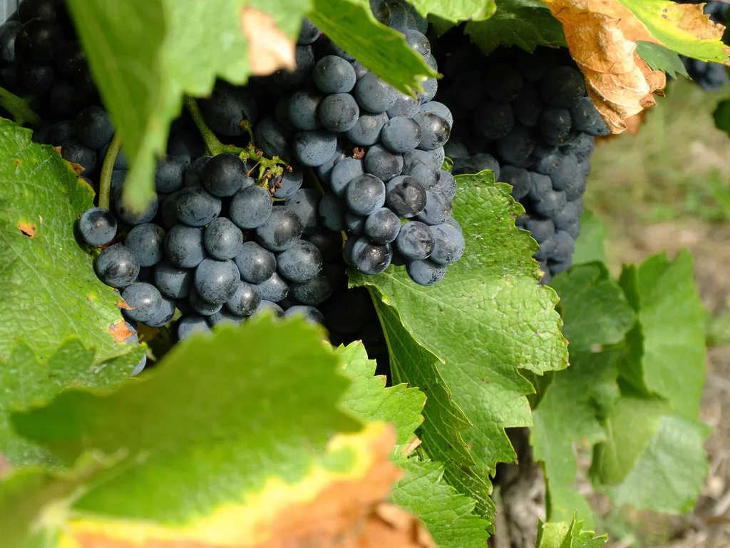 Cours de découverte des grands cépages français près de Mérignac : maîtrisez les caractéristiques du chardonnay ou du pinot noir en toute simplicité