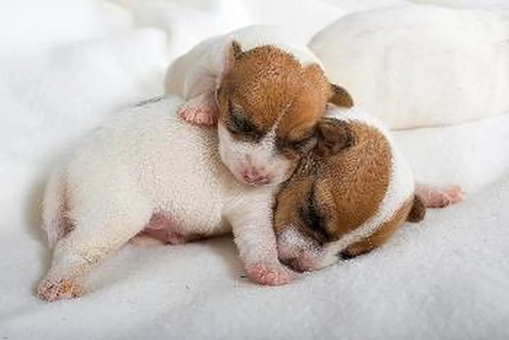 JACK RUSSELL TERRIER L.O.F. AVIGNON