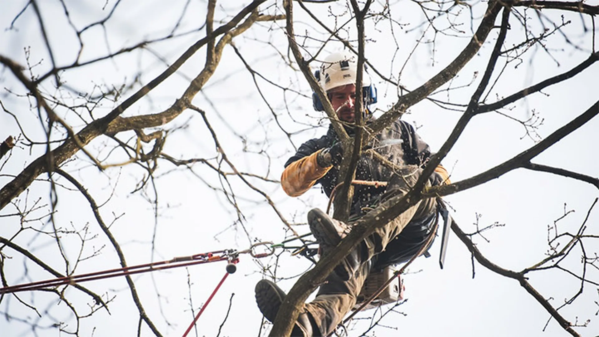Arbres en Gironde : les bons gestes à adopter juste avant l’été