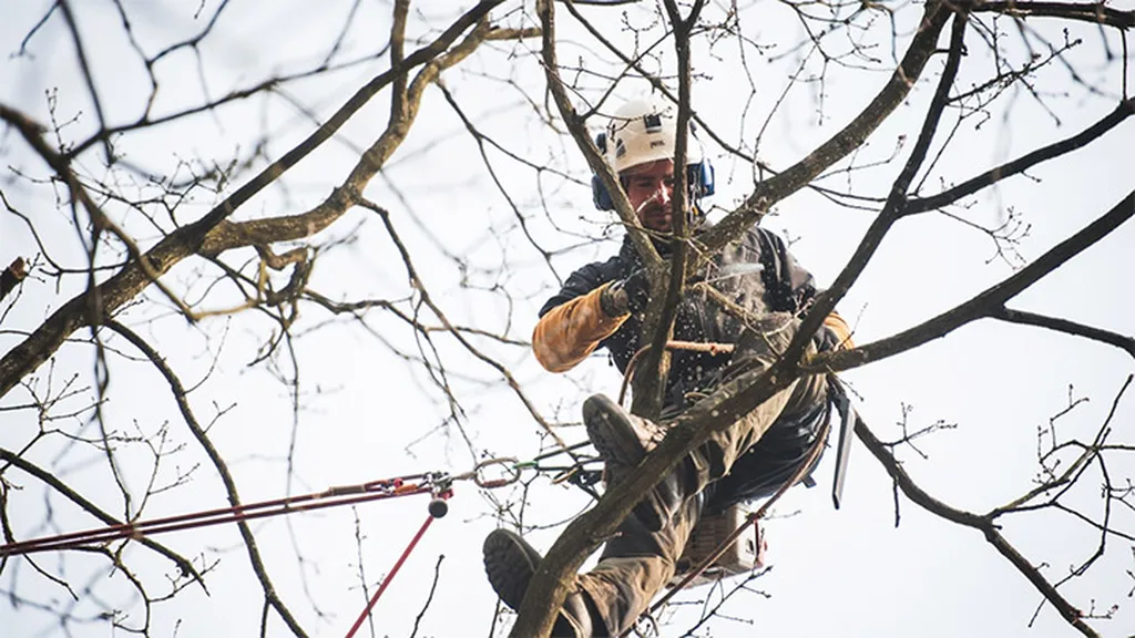 Arbres en Gironde : les bons gestes à adopter juste avant l’été