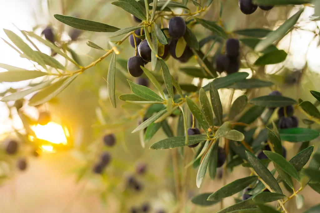 Vente d’oliviers centenaires et arbres grands sujets avec livraison et plantation à Montauban et en Tarn-et-Garonne
