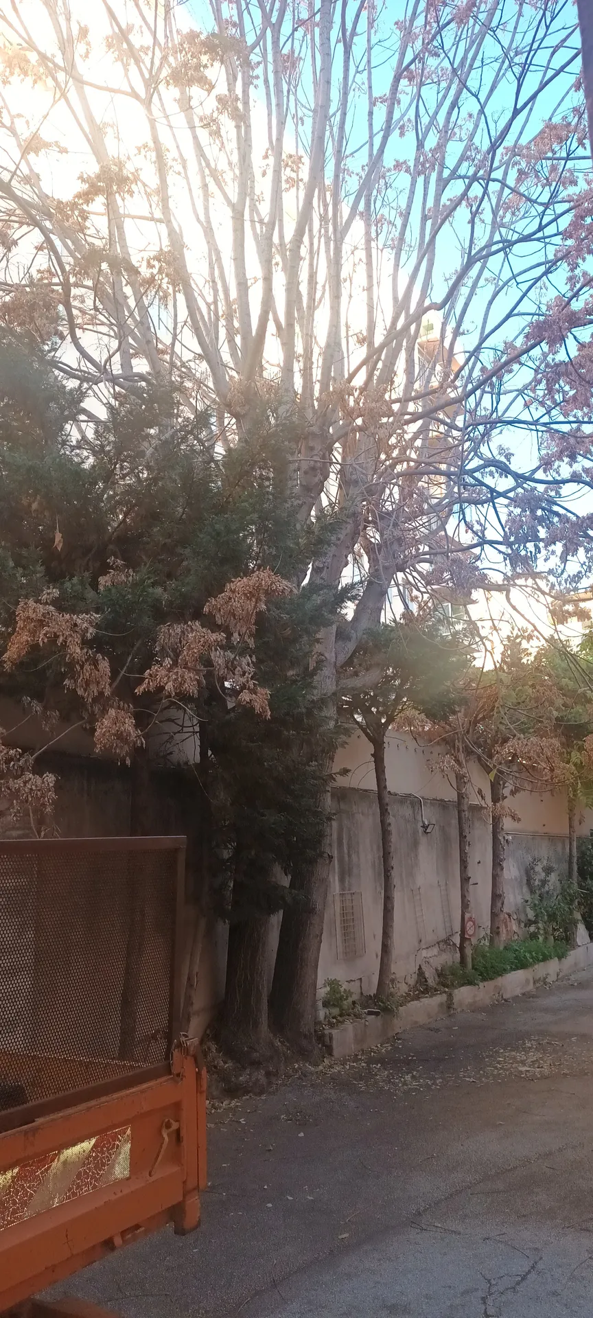 Elagage d'Ellante 12 ème arrondissement de Marseille 