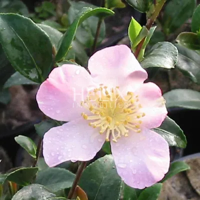 A vendre appartement esprit Loft 106 M2 surface au sol, 88,58 M2 Loi Carrez, situé au 3ème et dernier étage entièrement refait à neuf bénéficiant d'une situation privilégiée au coeur du centre ville, exceptionnel à Saint Germain en Laye.