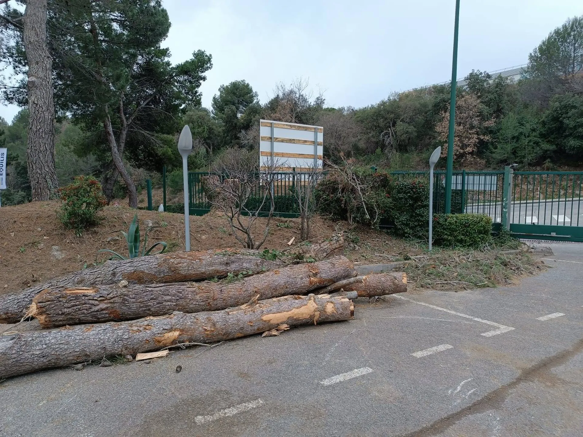 Abattage d'arbres sur Nice pour sécurisation