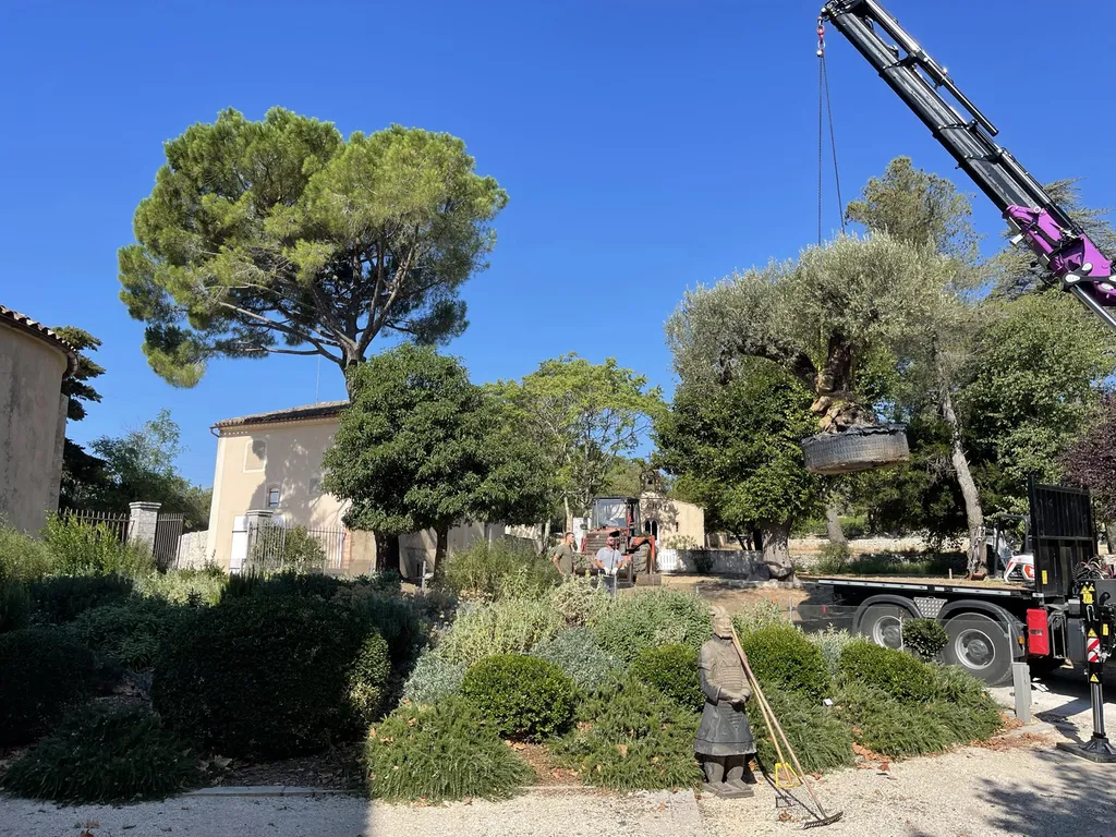 Plantation d’un olivier multicentenaire à la grue — Expertise et précision