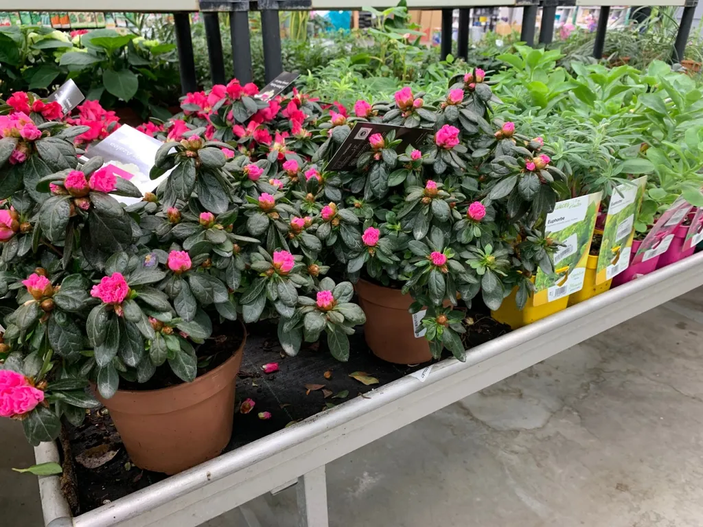 Trouver des plantes extérieures pour embellir son jardin ou son balcon