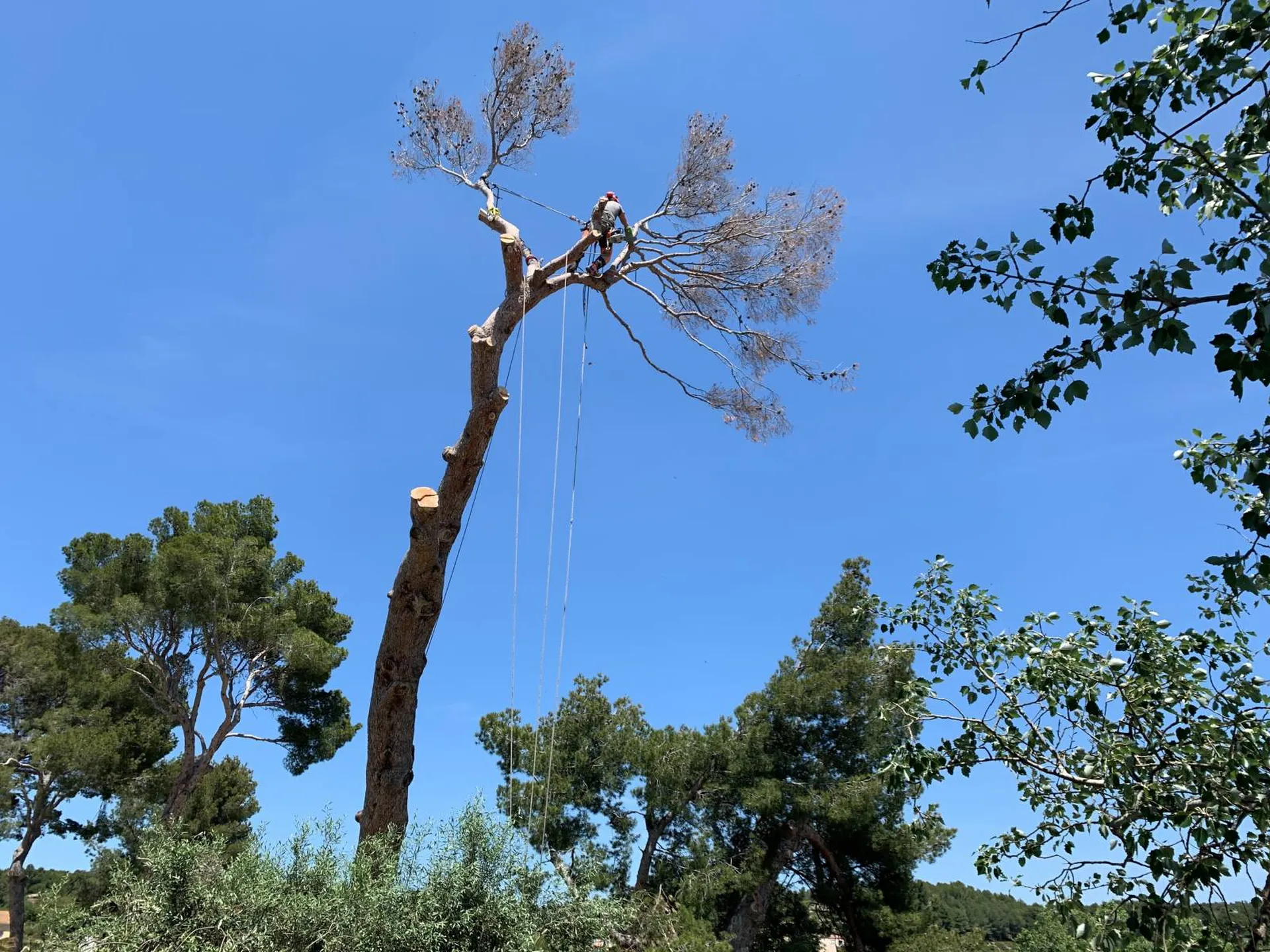 Entreprise Carré Vert à Saint-Rémy-de-Provence, 13210, pour l'élagage à Eyguières, 13430, offrant un service professionnel et sécurisé dans les Alpilles