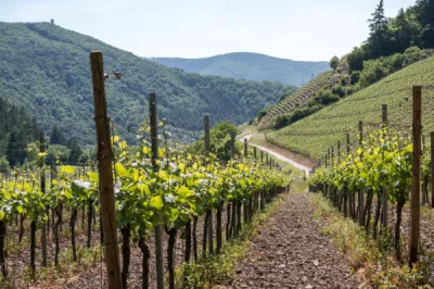 Vins de Berne
