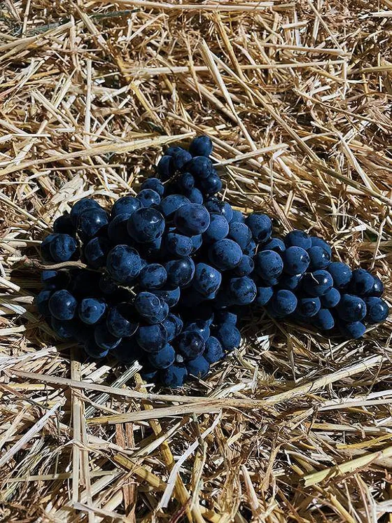 livraison en point relais de raisin muscat à marseille 13