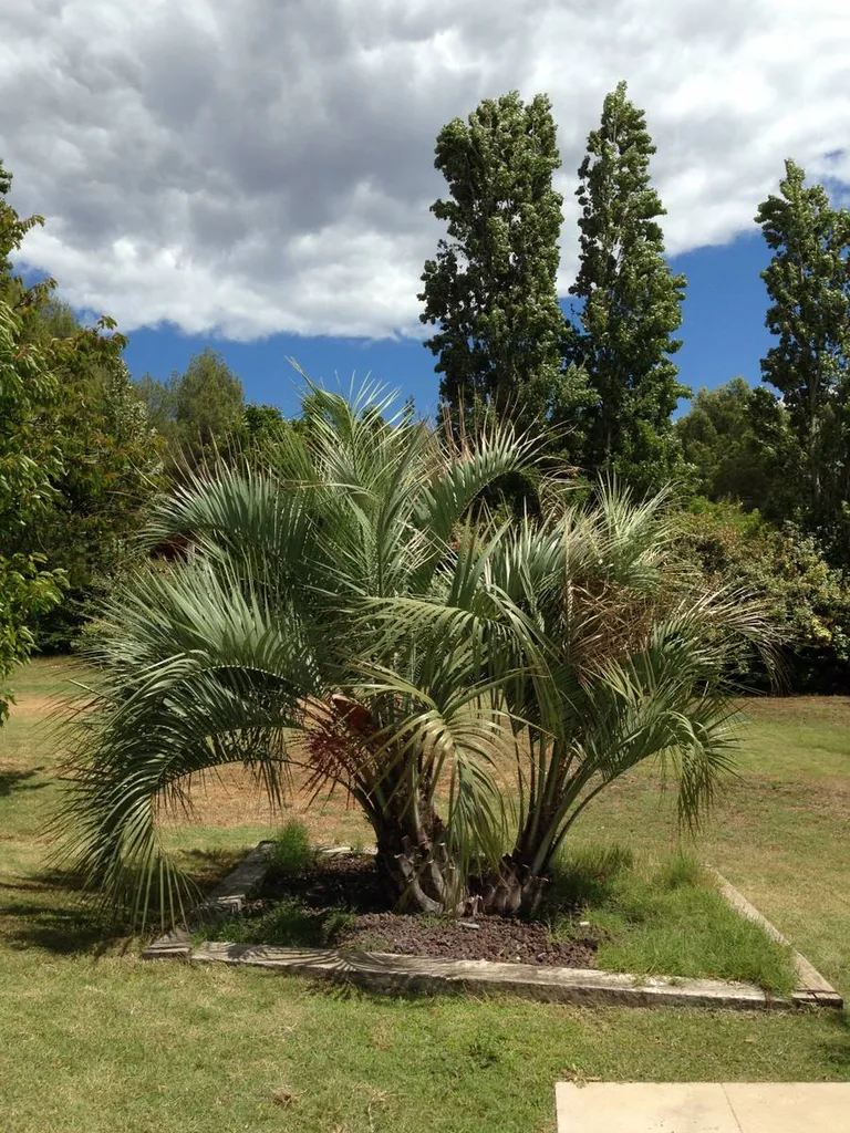 Plantation d'arbres pour aménager un jardin à Calas