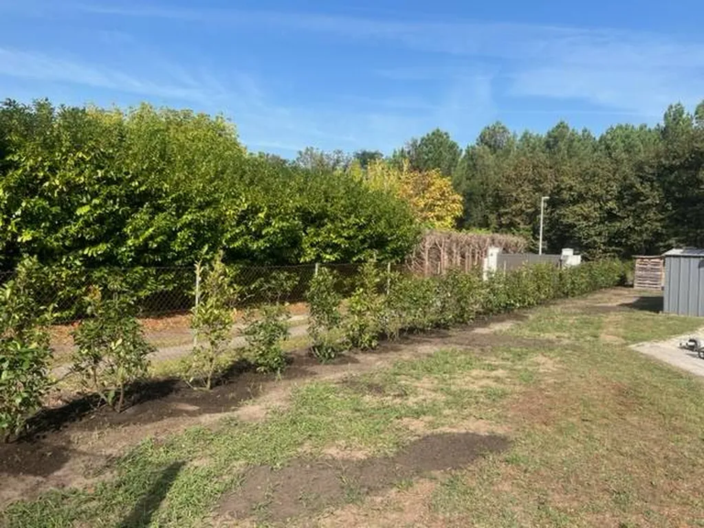 Transformation d’un espace extérieur avec une haie de Photinias par un expert à Biscarrosse