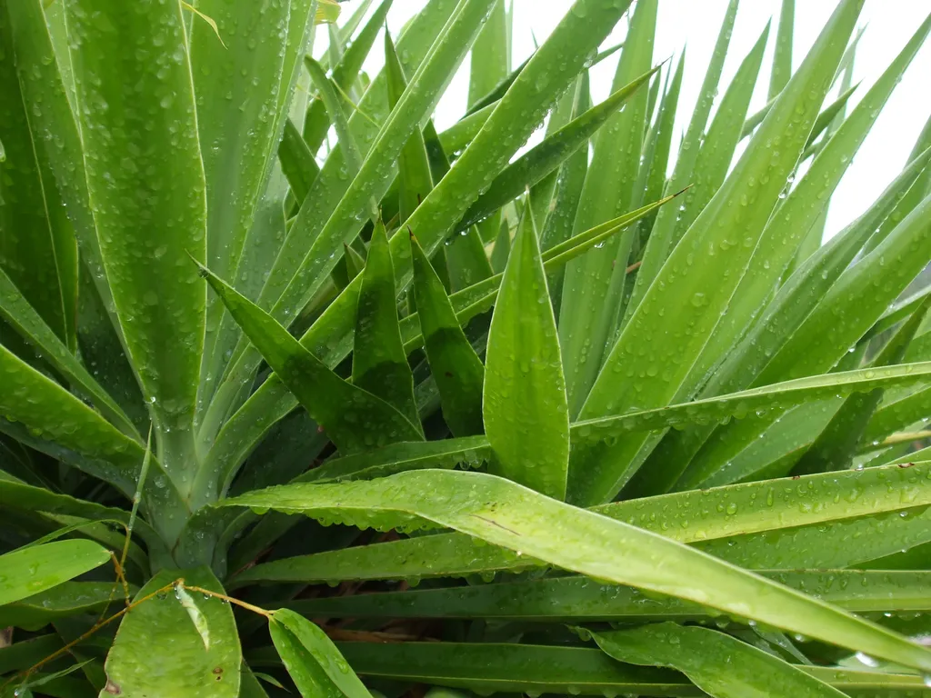 Vente de Yuccas d’exception et arbres grands sujets avec livraison et plantation à Montauban et en Tarn-et-Garonne