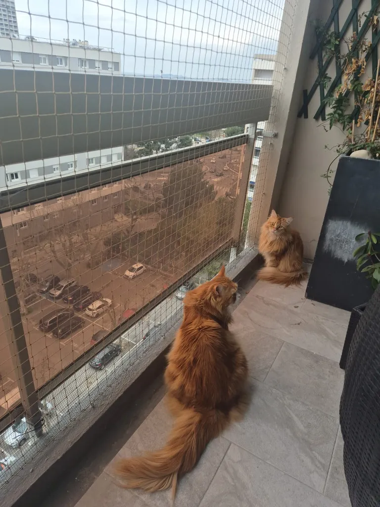 filet anti chute pour chat marseille