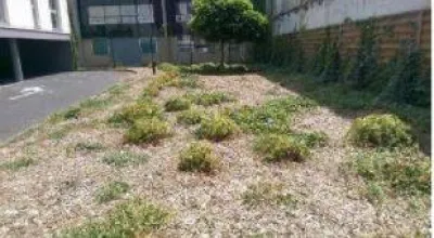 Désherbage manuel d’un massif à Caudéran