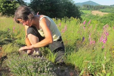 Trouver les tisanes et condiments d'un producteur cueilleur du beaujolais Poule les Echarmeaux (69) Les jardins de la Fortune