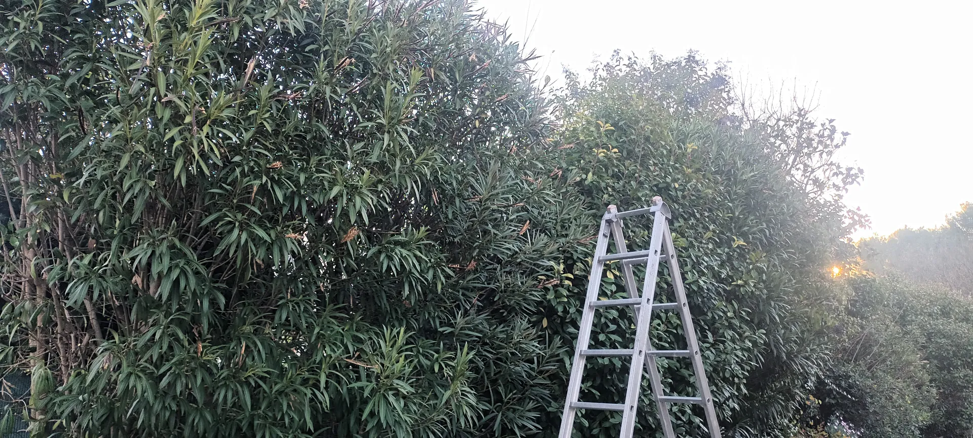 Tailles haie et Oliviers dans le 12ème à Marseille. 
