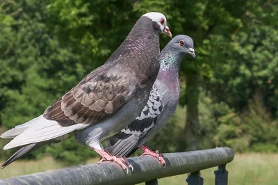 Les filets anti-pigeons sont-ils visibles ?