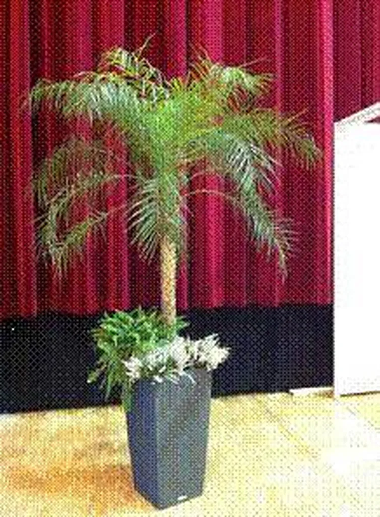 Location Palmier Artificiel Phoenix (Ht 2,00 m) - Décoration Végétale Événementielle