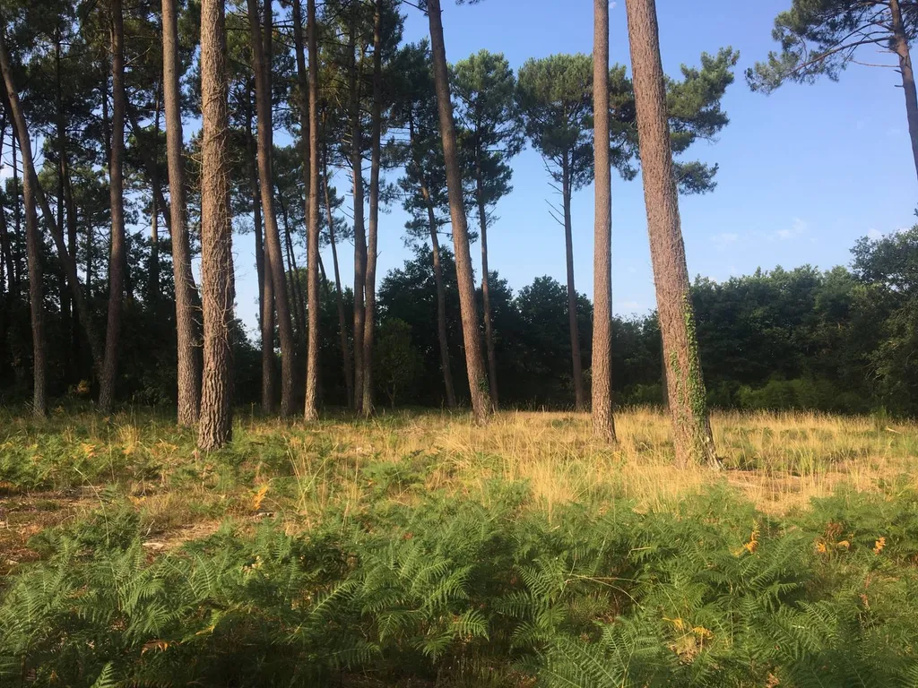 Débroussaillage de terrain par des jardiniers paysagistes aux alentours de Biscarrosse