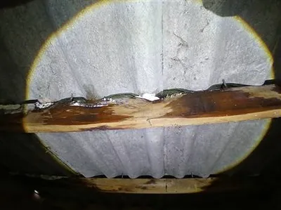 ETAT PARASITAIRE MERULES TERMITES ILX