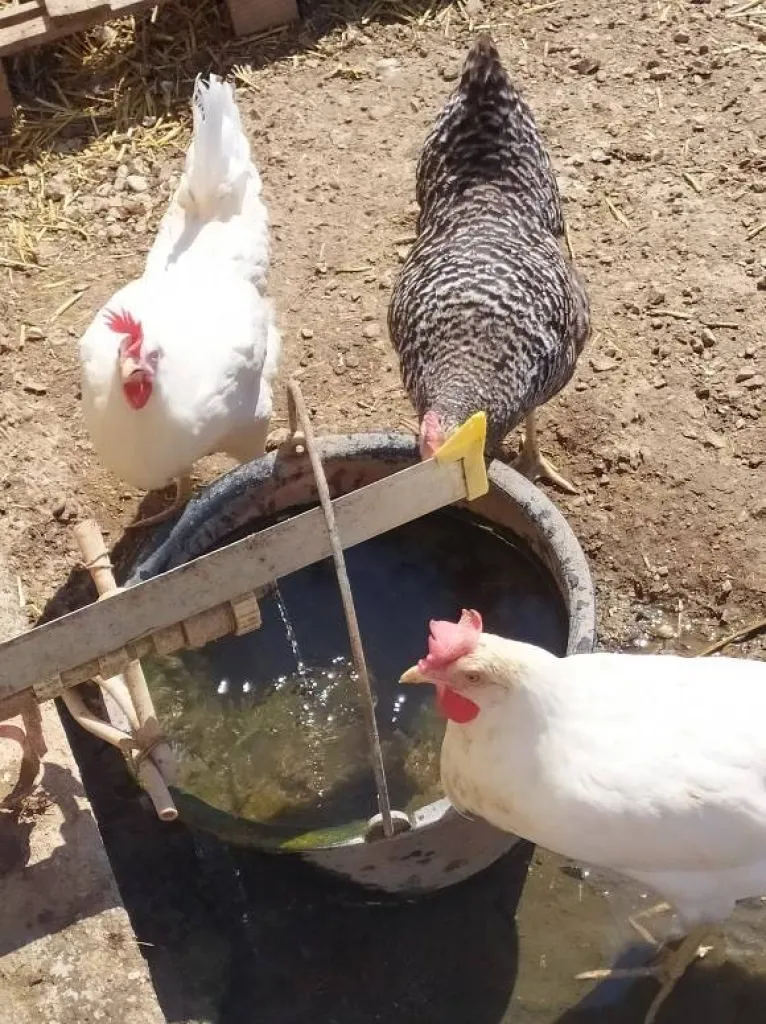 Poules Pondeuse Aix en provence