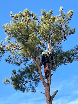 Entreprise d'abattage d’arbres vers Saint Remy de Provence