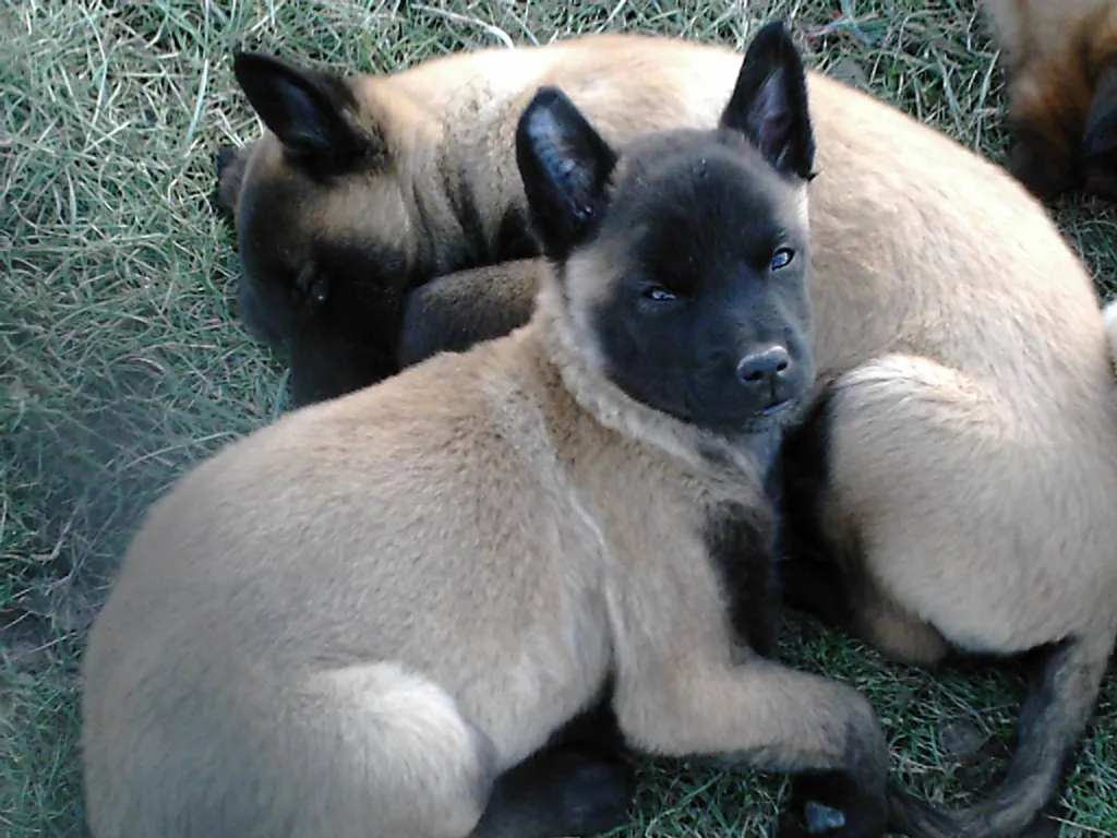 Achat de chien berger belge malinois male ou femelle Avignon 84 Paca