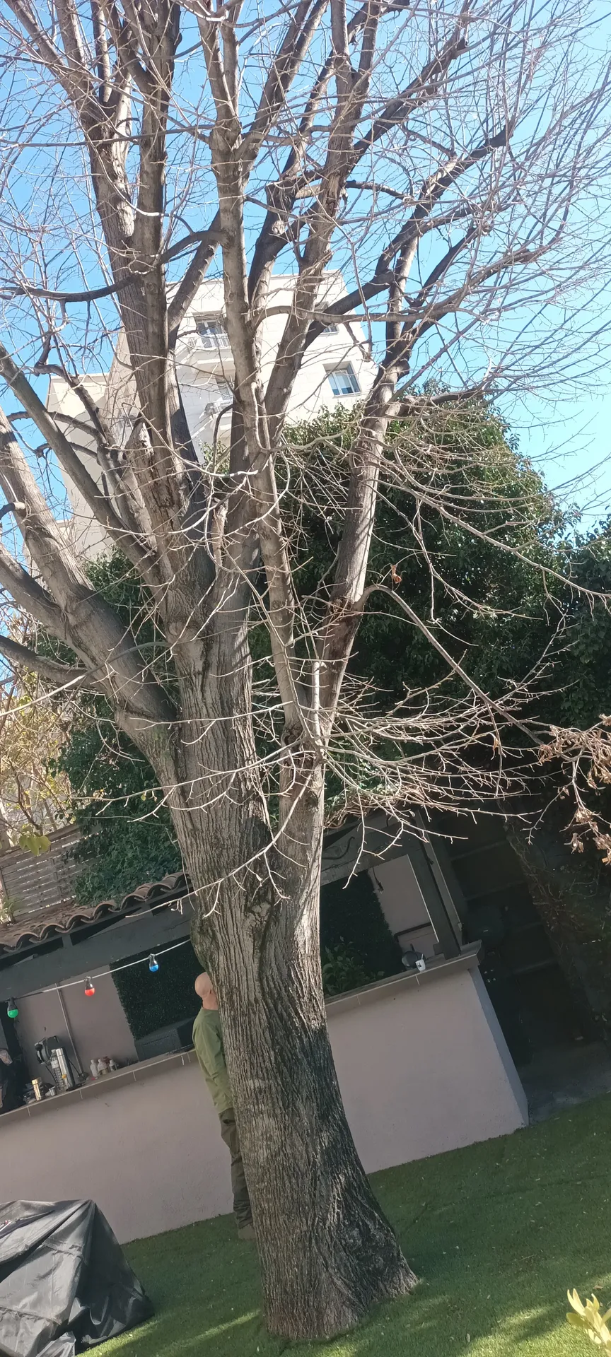 Elagage d'un tilleul dans le 12ème à montolivet.