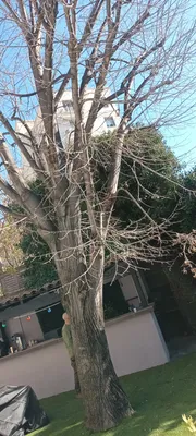 Elagage d'un tilleul dans le 12ème à montolivet.