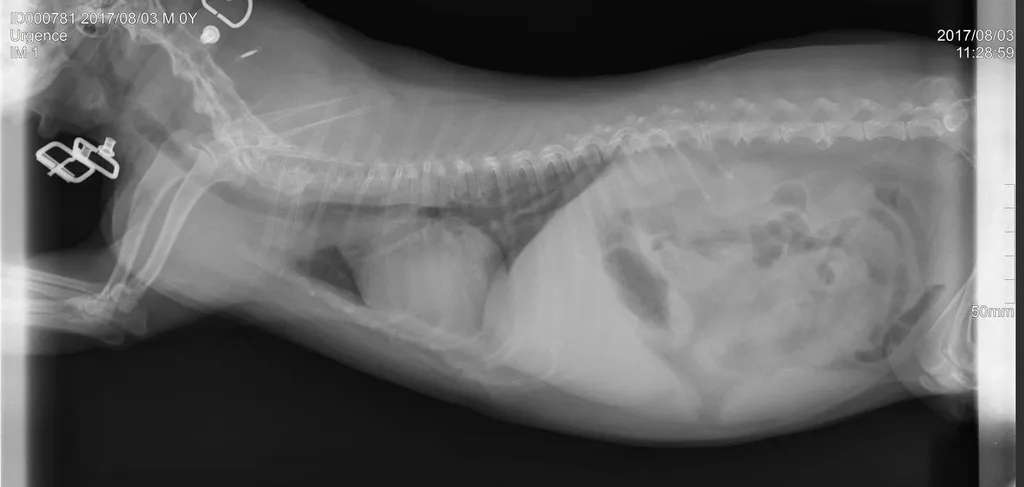 radiographie chat aire Toulonnaise