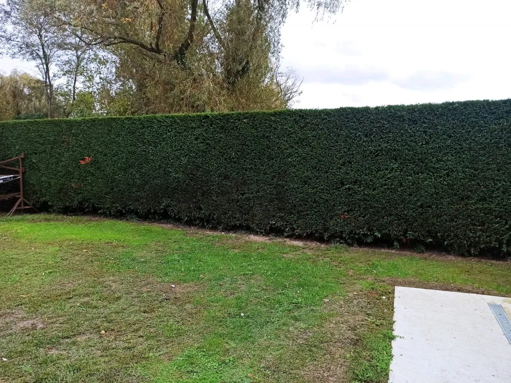 Taille d'une haie avec évacuation de déchets à cezac en Gironde 