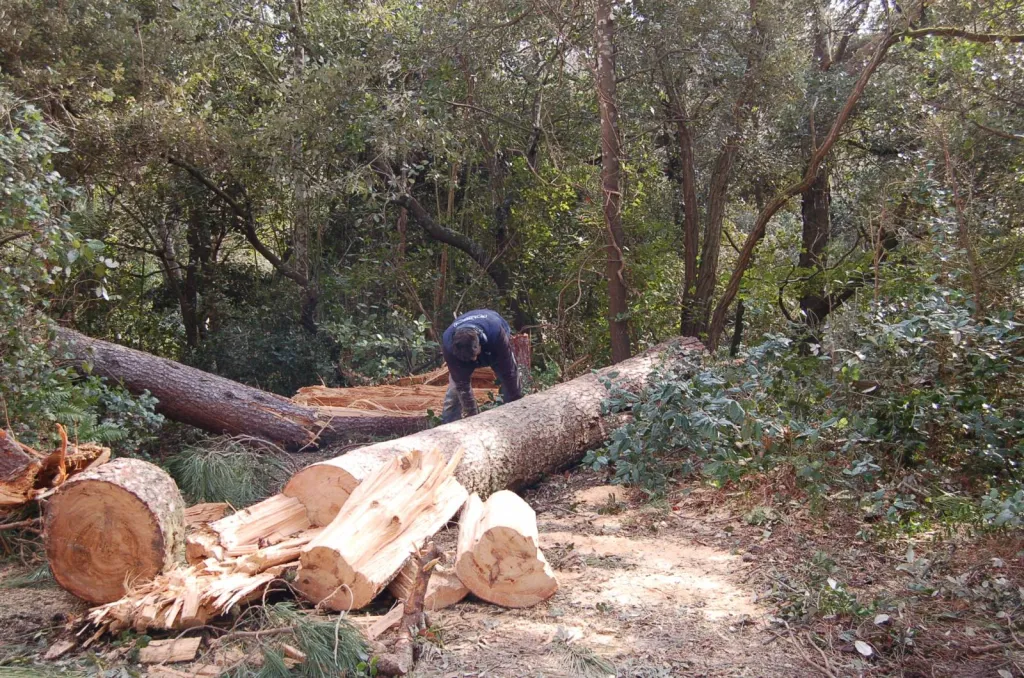 ELAGAGE DES ARBRES BASSIN D'ARCACHON