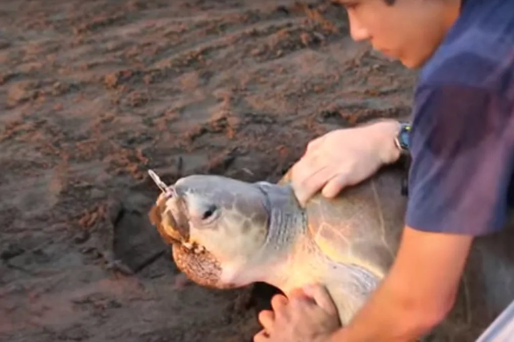 Pensons aux tortues de mer, fini les pailles en plastic.