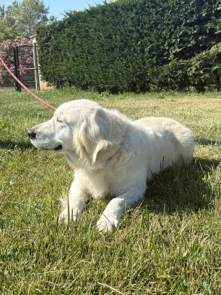 Oasis, Golden Retriever femelle, recherche sa future famille