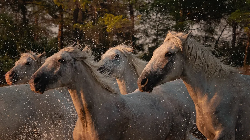 Le cheval Camargue