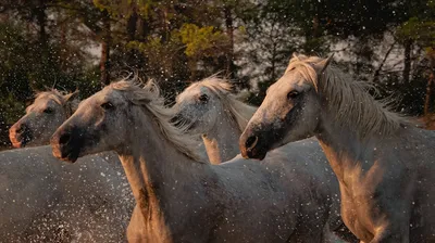 Le cheval Camargue