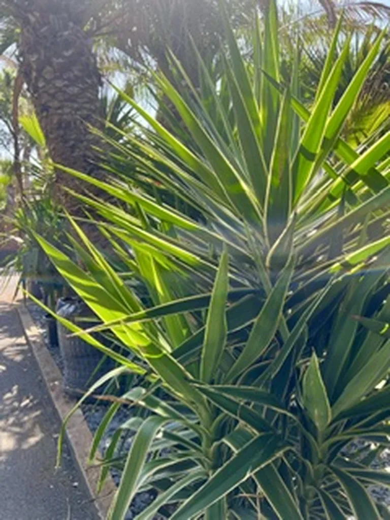 5 PLANTES PARFAITES POUR SUPPORTER LA CHALEUR SUR LE BASSIN D'ARCACHON