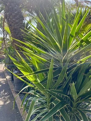 5 PLANTES PARFAITES POUR SUPPORTER LA CHALEUR SUR LE BASSIN D'ARCACHON