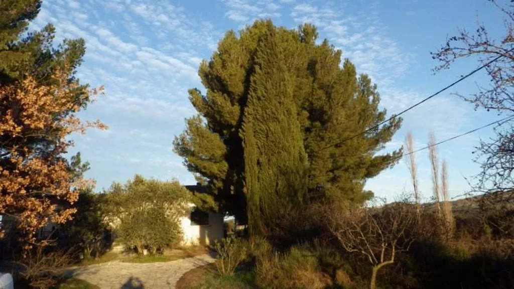 Abattage d'un gros Pin dangereux
