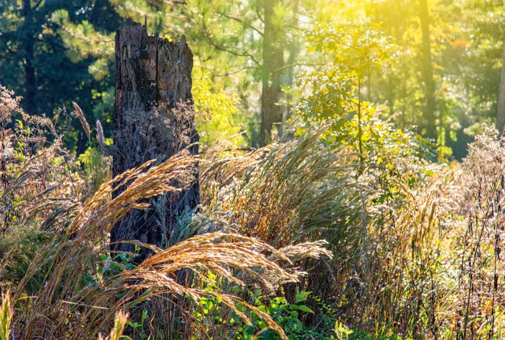 Société de débroussaillage à Avignon, pour répondre au code forestier de débroussaillement en PACA