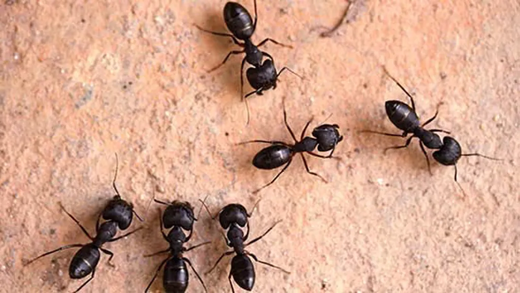 Traitement contre les fourmis à bernay 