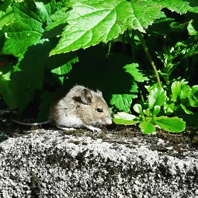 La souris qui observe un piège